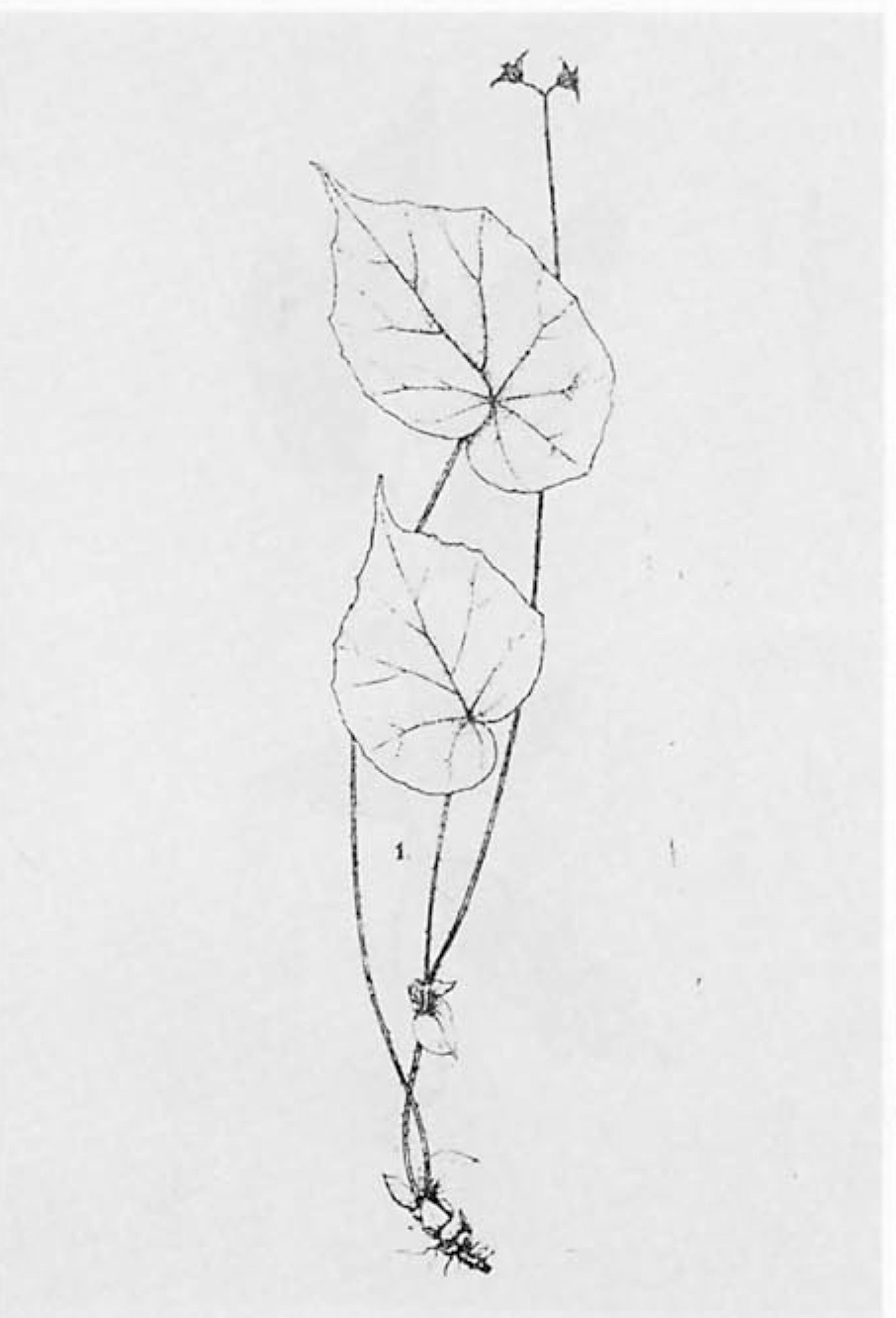 B. solitudinis